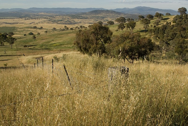 how green was my canberra.jpg